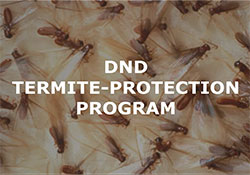 dnd-termite-protection